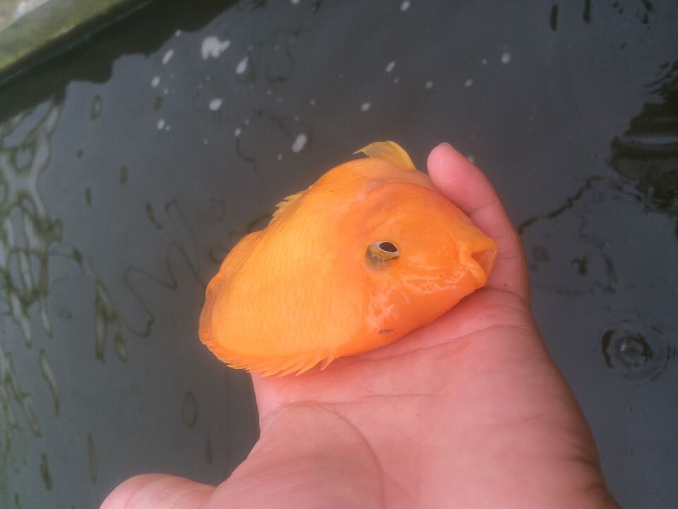 養鸚鵡魚的水溫是多少_養鸚鵡魚多久換一次水_鸚鵡魚怎么養