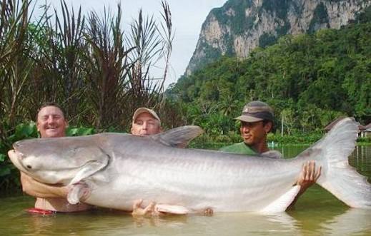 淡水魚大魚有哪些_淡水魚大全圖片和名稱_最大的淡水魚