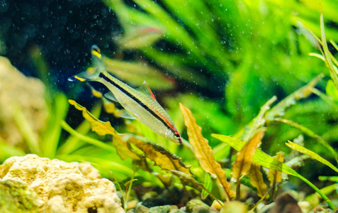 淡水魚大魚有哪些_最大的淡水魚_淡水魚大全圖片和名稱