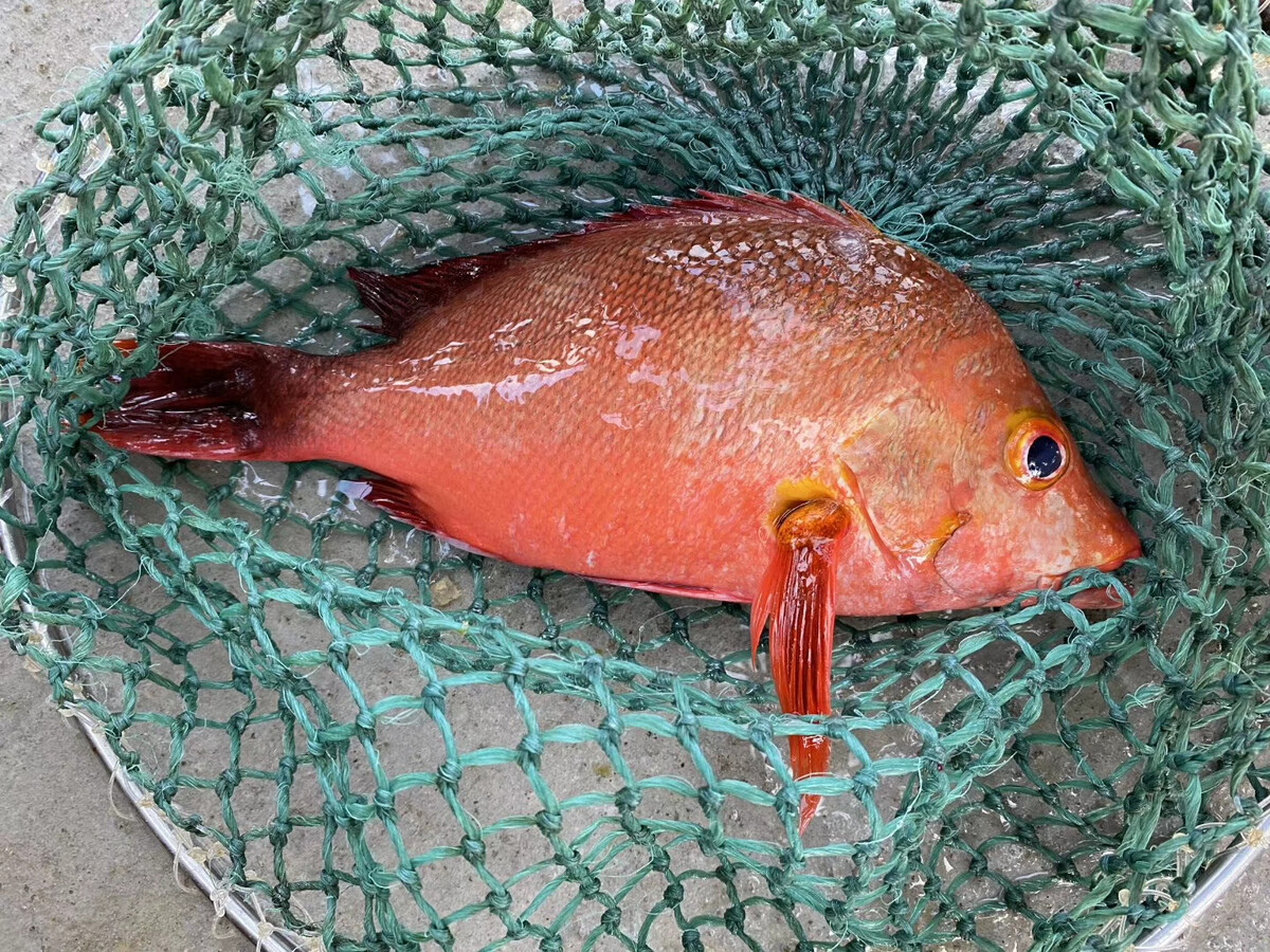 淡水魚大全魚類_最大的淡水魚_淡水魚大小排行