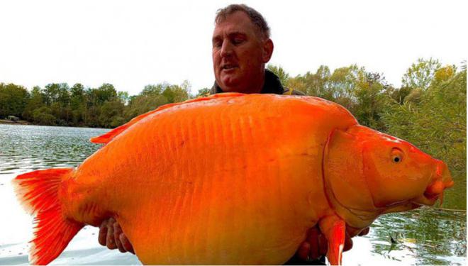 淡水魚大全_淡水魚大全圖片和名稱_最大的淡水魚