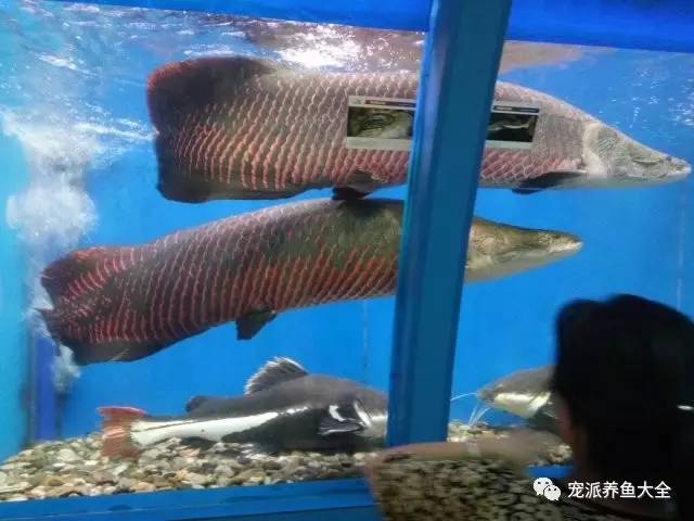 最大的淡水魚_淡水魚大魚有哪些_淡水魚大全魚類