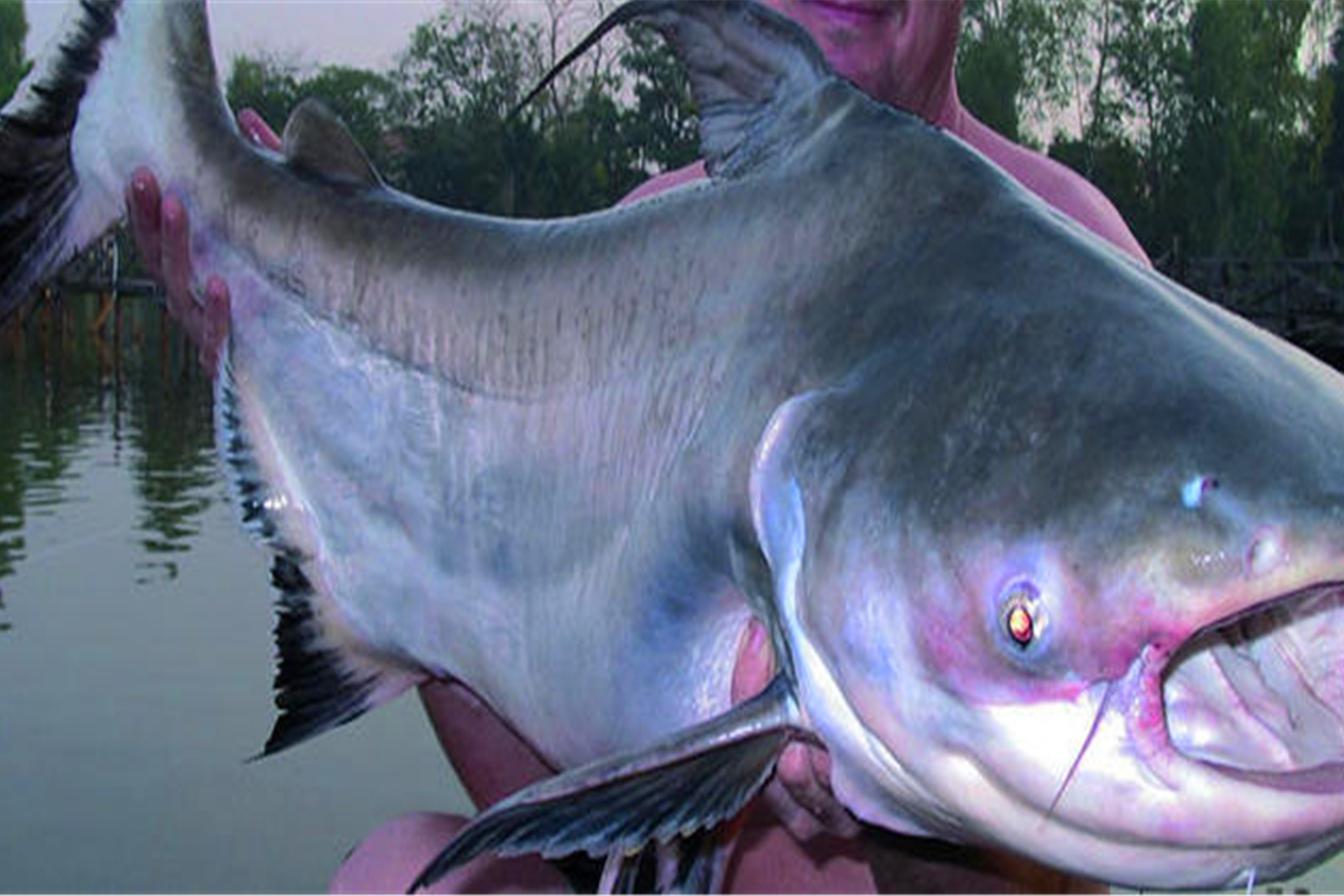 淡水魚大魚有哪些_最大的淡水魚_淡水魚大全魚類