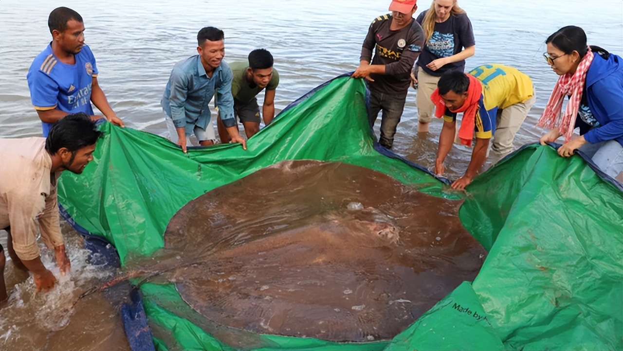 淡水魚大全圖片和名稱_淡水魚大全魚類_最大的淡水魚