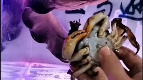 梁子湖大閘蟹價格2021_梁子湖大閘蟹_湖北梁子湖大閘蟹