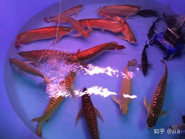 三道鱗是轉基因魚嗎_秋刀魚是有鱗還是無鱗魚_三道鱗是什么魚