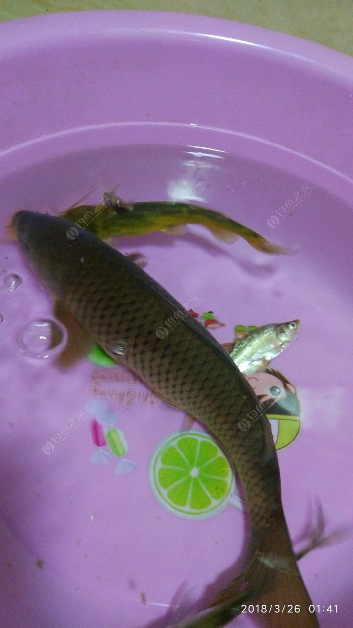 三道鱗是轉基因魚嗎_三道鱗是什么魚_秋刀魚是有鱗還是無鱗魚