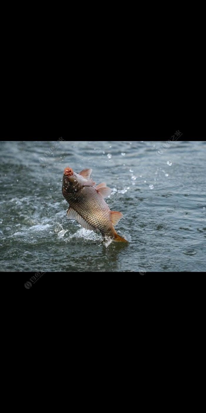 鱖魚的最佳做法_鱖魚_鱖魚飼料