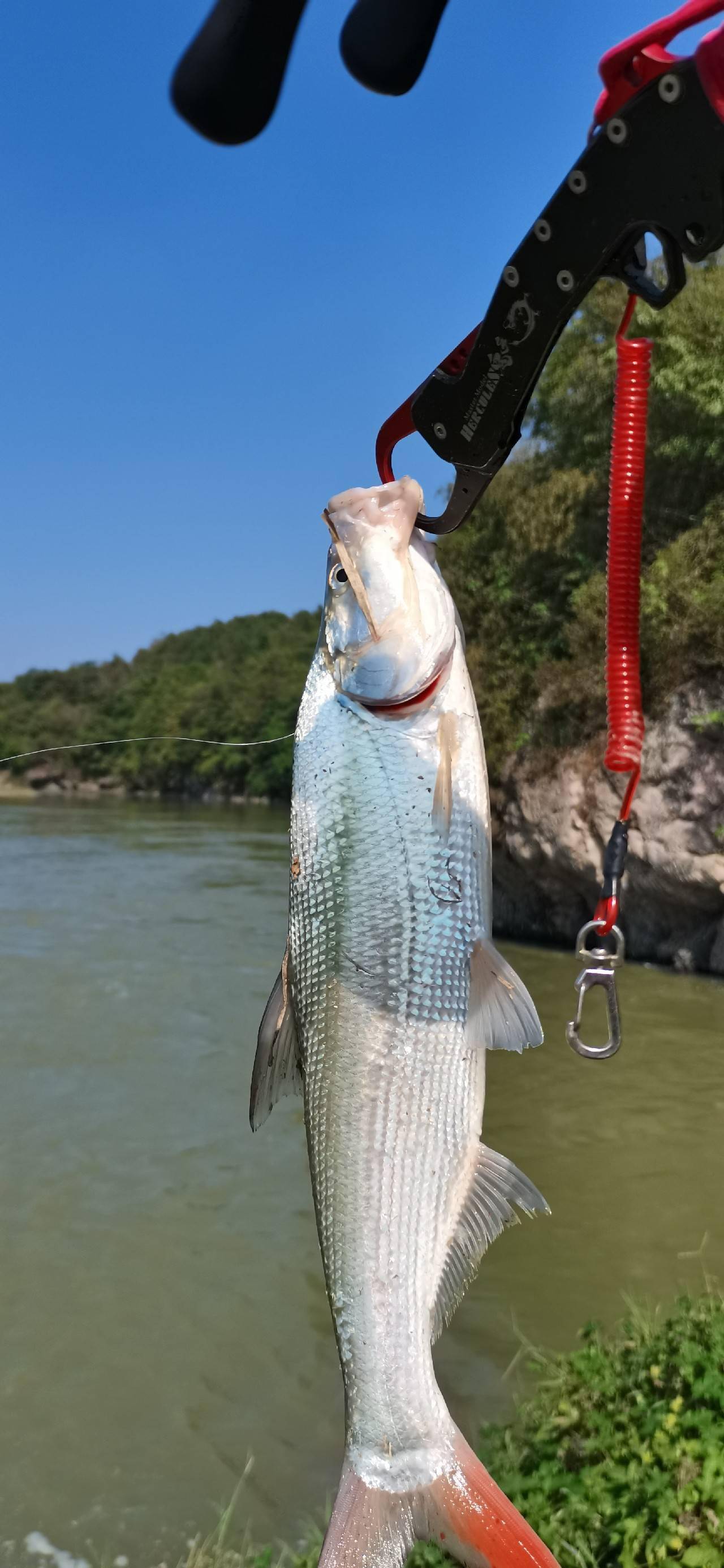 鱖魚的最佳做法_鱖魚_鱖魚的圖片