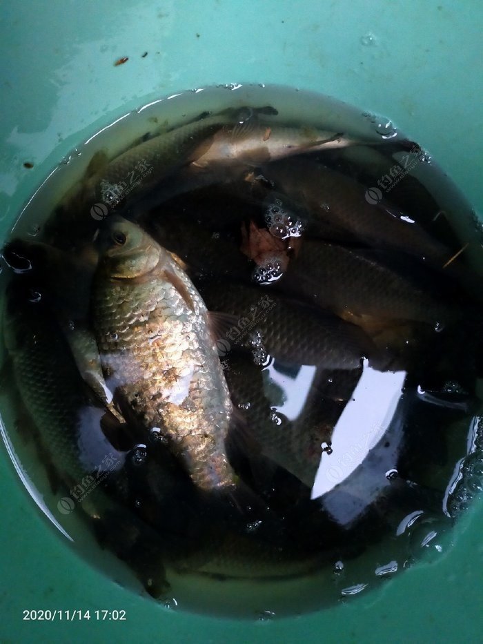 鱖魚飼料_鱖魚_鱖魚的最佳做法
