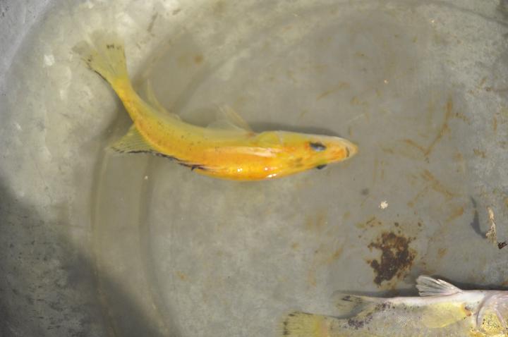 鱖魚飼料_鱖魚的最佳做法_鱖魚
