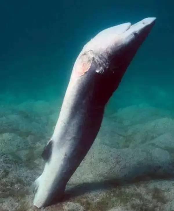 海洋魚類奇聞多讀后感_海洋魚類名稱_海洋魚類