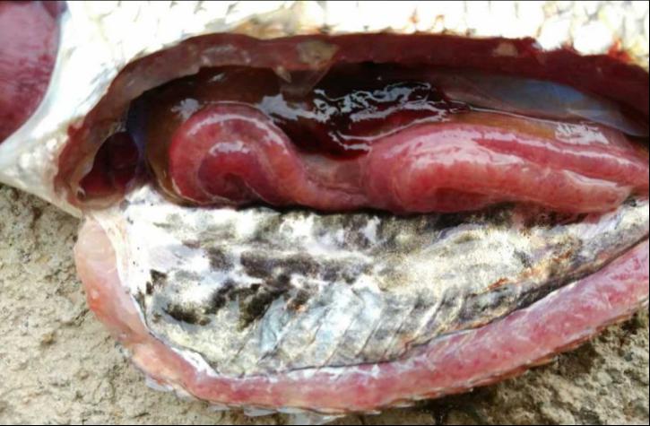 黃河鯉魚_黃河鯉魚多少錢一斤_黃河鯉魚圖片