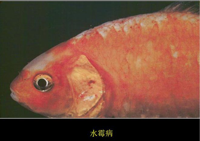 黃河鯉魚_黃河鯉魚圖片_黃河鯉魚多少錢一斤