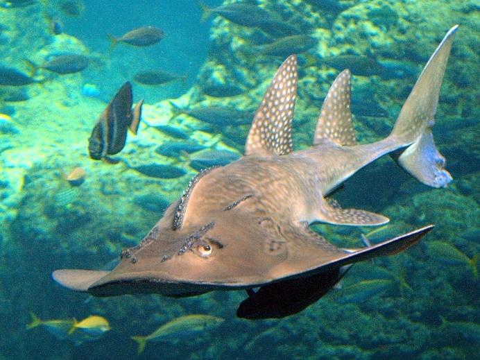 海洋魚類奇聞多讀后感_海洋魚類大全圖冊_海洋魚類