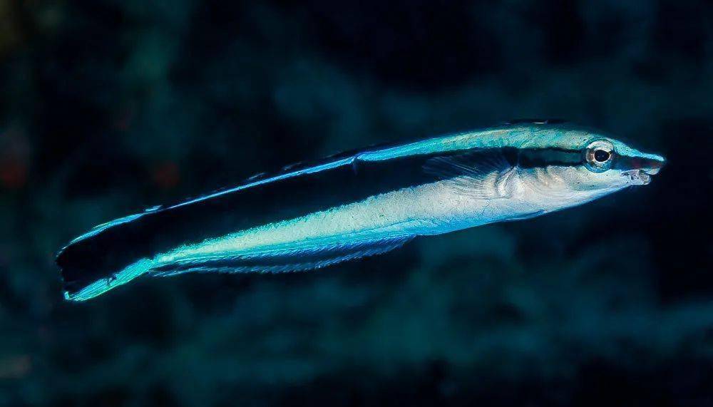 海洋魚類奇聞多讀后感_海洋魚類_海洋魚類大全圖冊