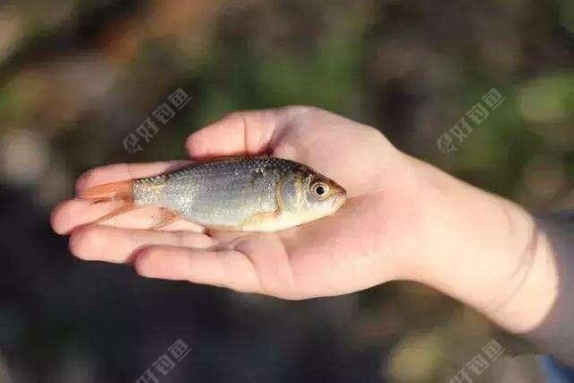 釣魚夢見釣魚_夢見別人釣魚_釣魚夢見魚竿斷了