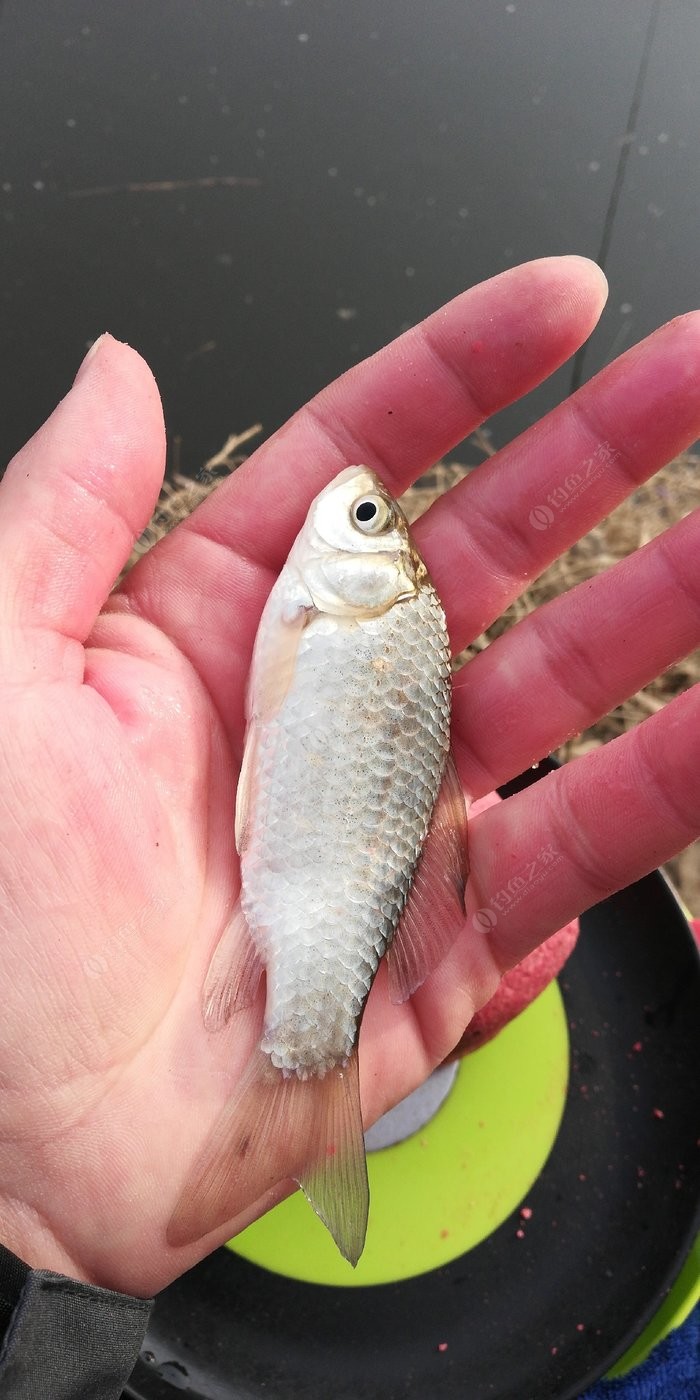釣魚夢見魚竿斷了_釣魚夢見釣魚_夢見別人釣魚