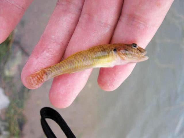 釣魚夢見釣魚_夢見別人釣魚_釣魚夢見魚竿斷了