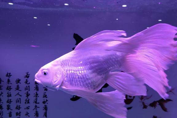 夢見別人釣魚_釣魚夢見釣到蛇_釣魚夢見魚竿斷了