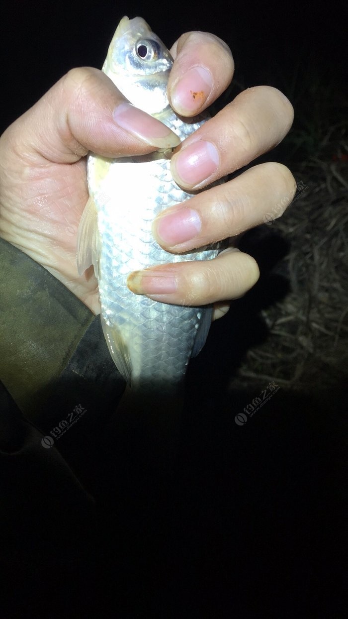 釣魚人網名騷氣_釣魚人的精辟句子_釣魚人