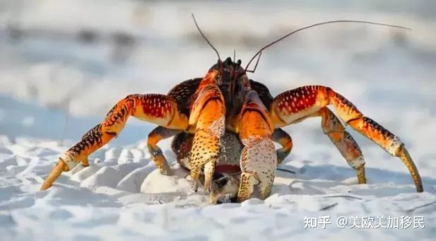 寄居蟹怎么養_養寄居蟹需要什么_養寄居蟹需要準備什么