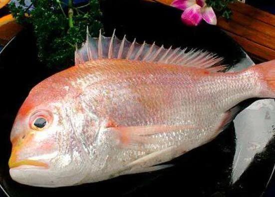 文昌魚是什么科_文昌魚是魚嗎_文昌魚別名