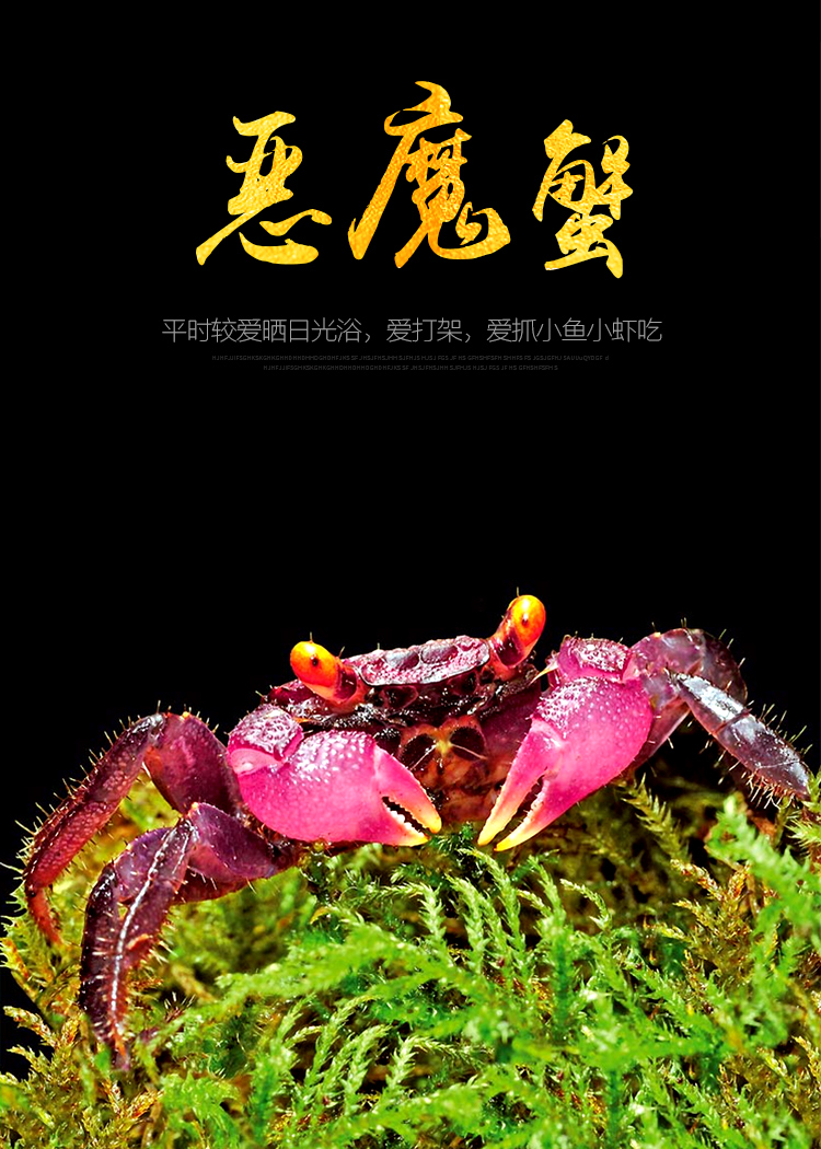 寄居蟹怎么養_養寄居蟹用什么沙_養寄居蟹需要準備什么