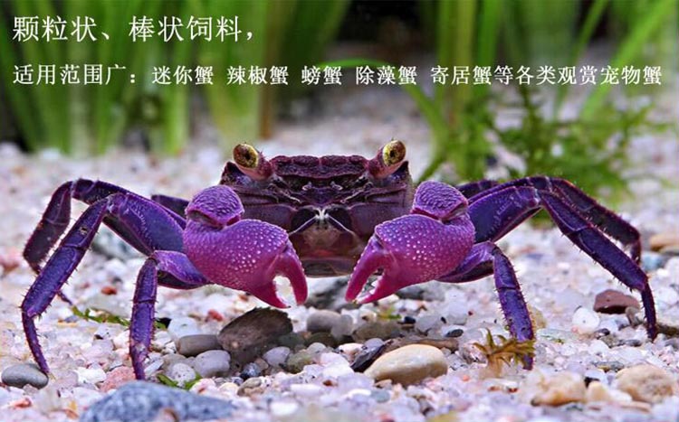寄居蟹怎么養_養寄居蟹需要準備什么_養寄居蟹對人的危害