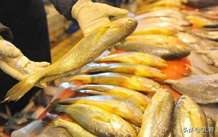 錢黃魚圖片_黃魚多少錢一斤_上海黃魚面