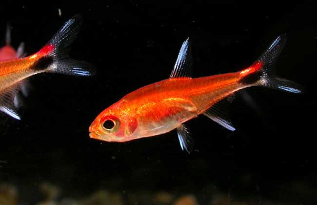 紅綠燈魚變綠了_紅綠燈魚_紅綠燈魚為什么變色了