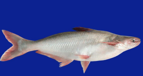 淡水大魚排名_世界大型淡水魚_世界上最大的淡水魚