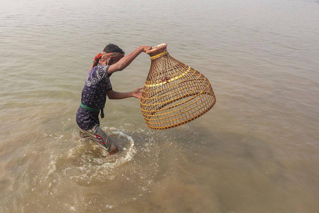 鳙魚又叫什么魚_鳙魚怎么讀_鳙魚