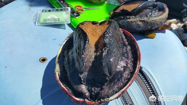 鮑魚動物類型屬于哪種_鮑魚屬于什么類型動物_鮑魚動物類型屬于什么