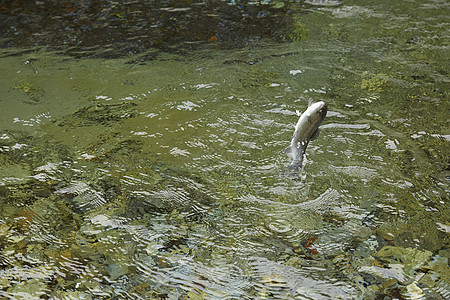 播放鯊魚吃人照片_鯊魚吃人_吃鯊魚人工養殖