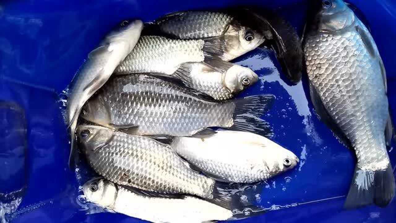 鯽魚技巧野釣視頻_鯽魚野釣方法_野釣鯽魚技巧