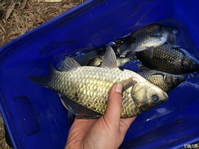 鯽魚野釣方法_野釣鯽魚技巧_鯽魚技巧野釣視頻