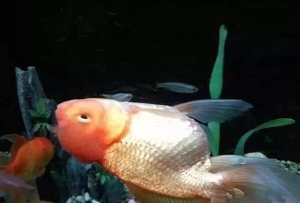 金魚怎么養才能活_金魚養活才能養活嗎_金魚養活才能繁殖嗎