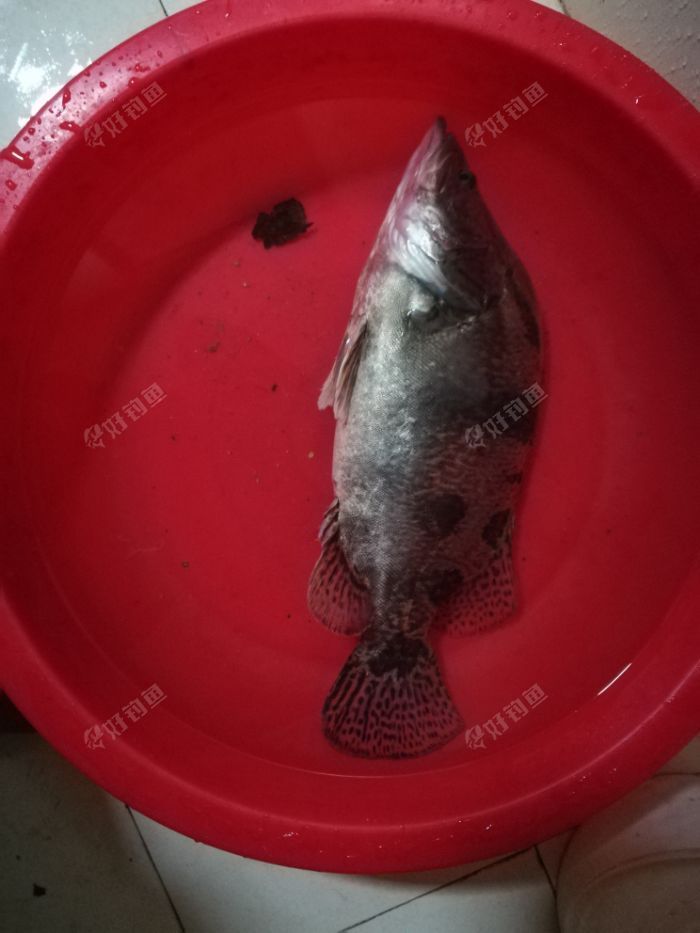 鱖魚和桂魚哪個好吃_鱖魚和桂魚的區別_鱖魚桂魚區別