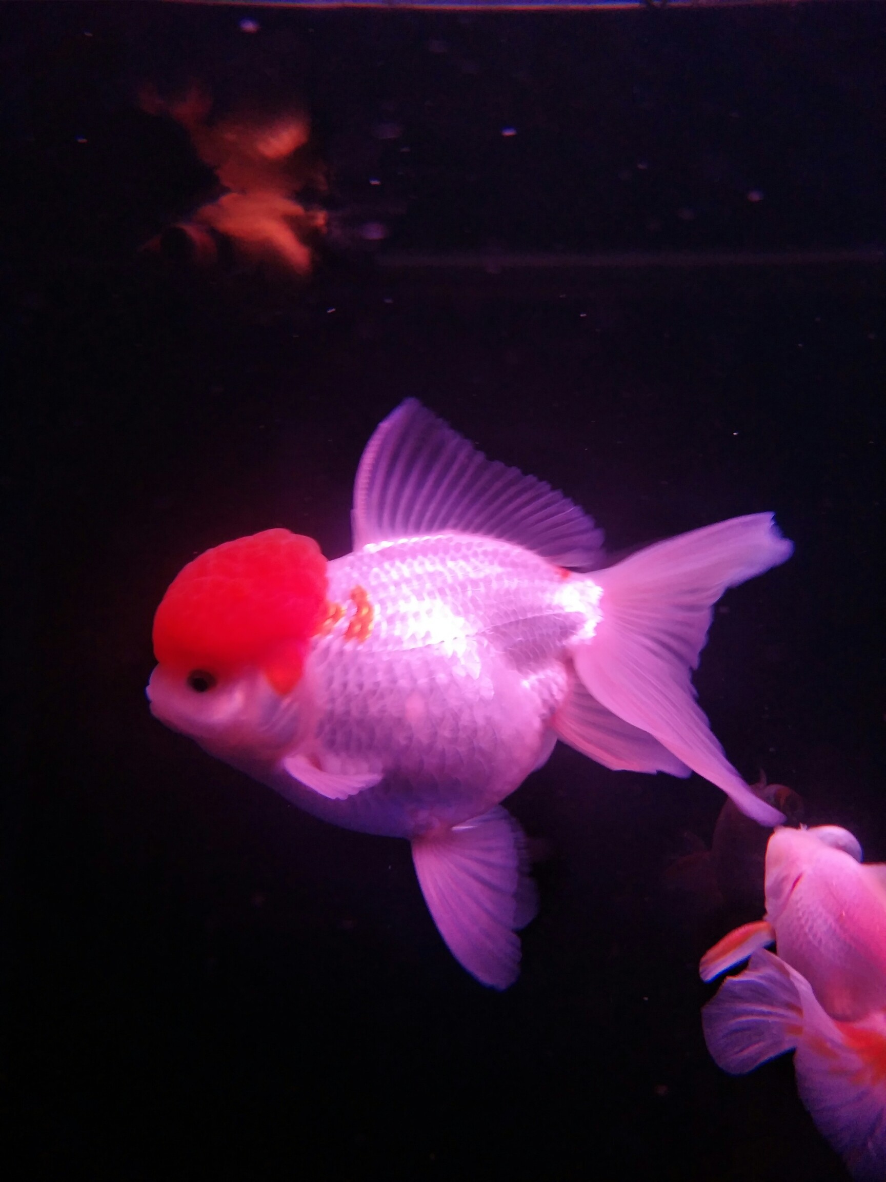 金魚怎么養才能活_金魚養活才能長大嗎_金魚養活才能繁殖嗎