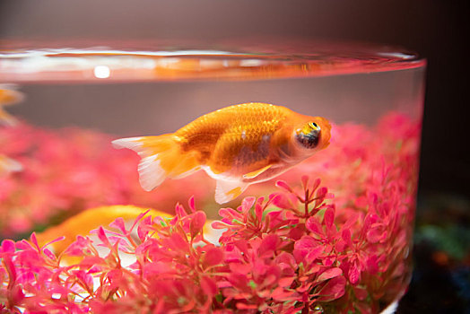 金魚怎么養才能活_金魚養活才能繁殖嗎_金魚養活才能長大嗎