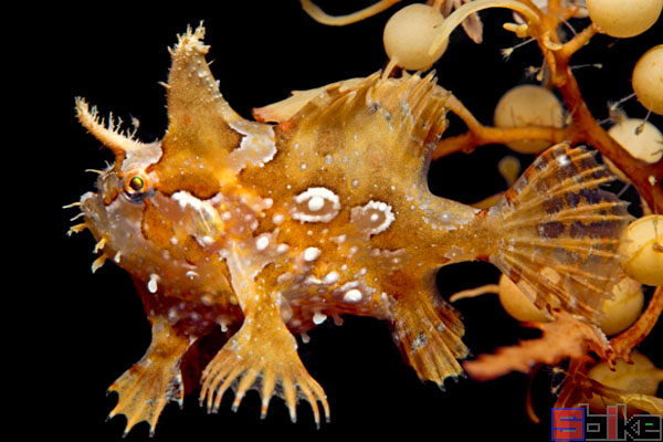 魚馬鮫魚_馬鮫魚的價格_馬鮫魚