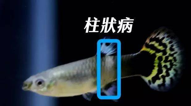 地圖魚蒙眼最好最快的辦法_地圖魚蒙眼_地圖魚蒙眼病視頻