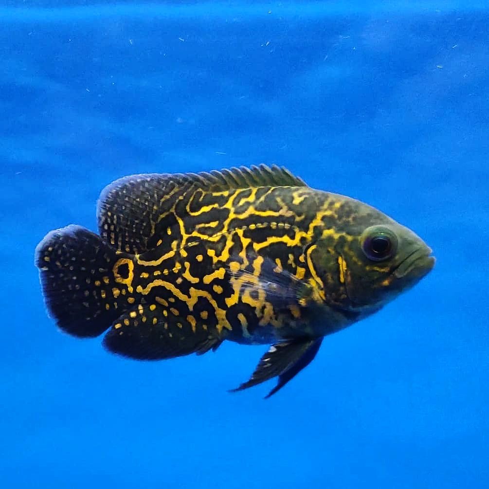 地圖魚蒙眼_地圖蒙眼病怎么治療_地圖魚蒙眼最好最快的辦法