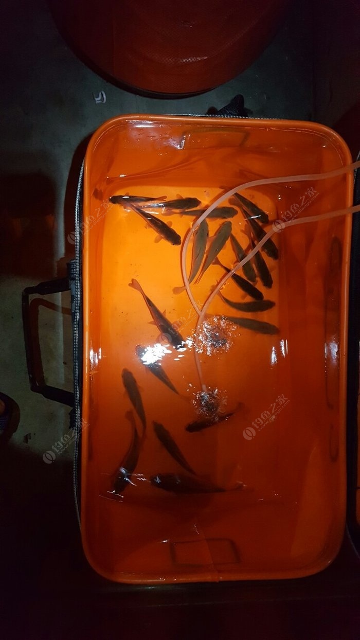 鯉魚餌料配方黑坑_鯉魚餌料絕密配方_鯉魚餌料