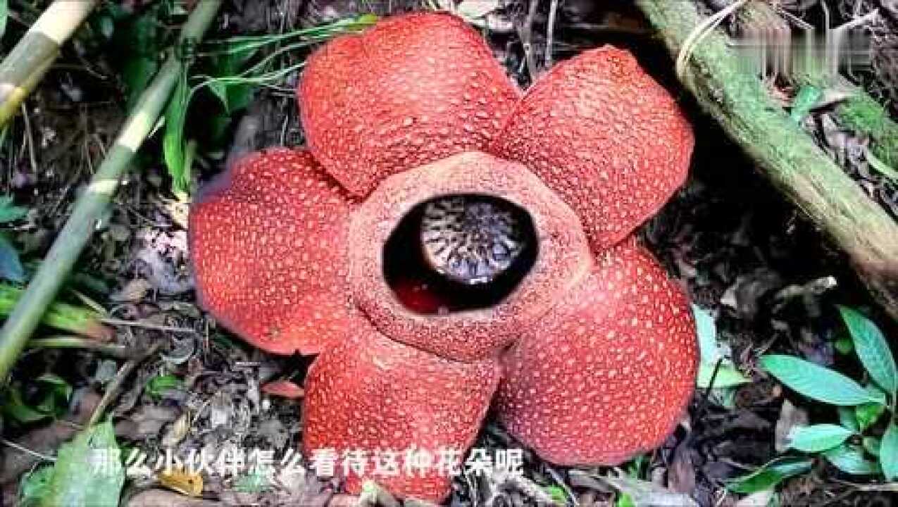 河中巨怪所有的河怪_河中巨怪_河中巨怪魚類介紹