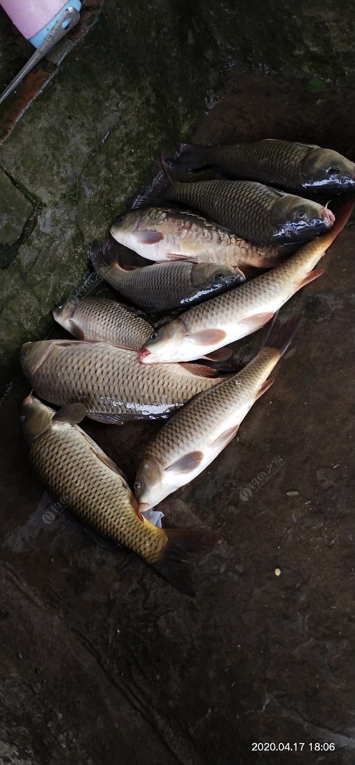 釣魚春季怎么釣_春季釣魚_釣魚春季幾點去比較好