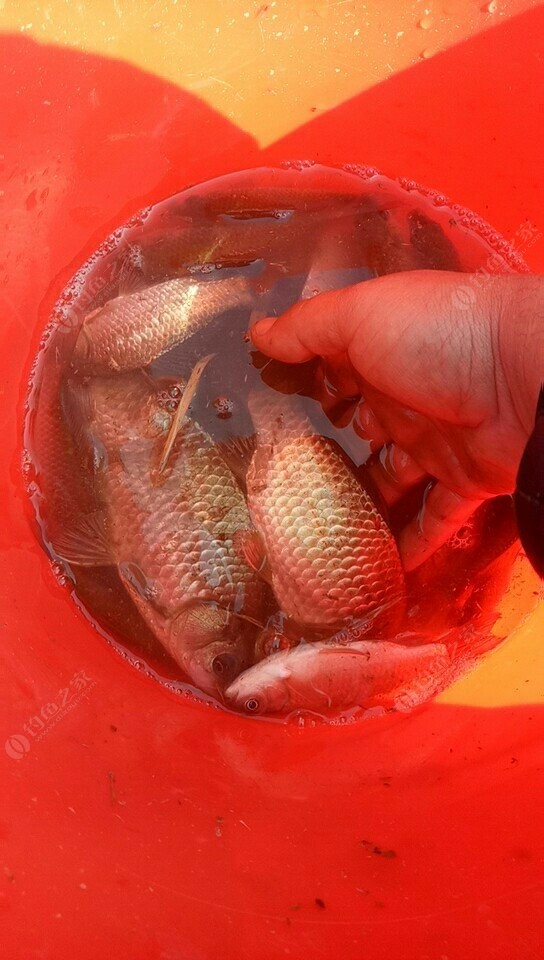 老鬼釣魚視頻2019_老鬼釣魚視頻游釣世界_老鬼野釣視頻