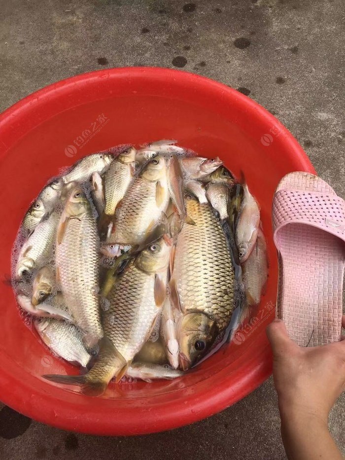 老鬼釣魚視頻2019_老鬼釣魚視頻游釣世界_老鬼野釣視頻