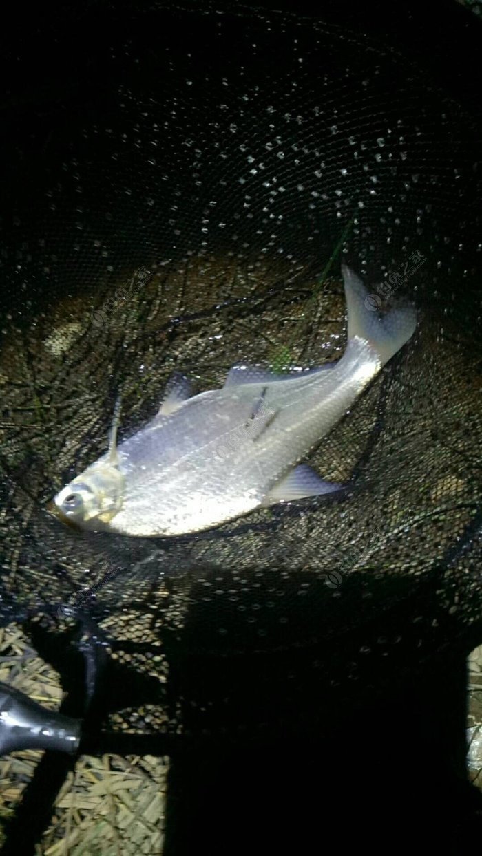 釣魚雨前好還是雨后好_雨前釣魚_釣魚雨前雨后釣魚口訣